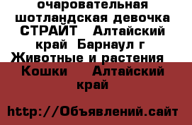 очаровательная шотландская девочка-СТРАЙТ - Алтайский край, Барнаул г. Животные и растения » Кошки   . Алтайский край